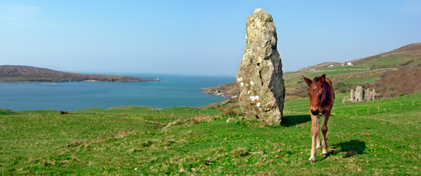 foal_clifden_castle_bay